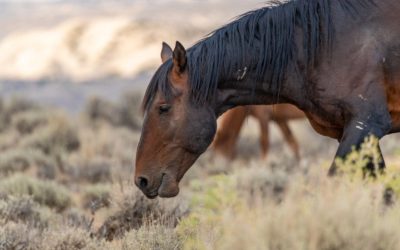 Who’s Really Leading Your Herd at Home? And Are They Meant to Lead?