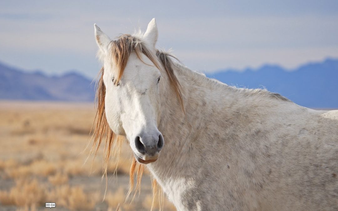 Horses Don’t Play Power Games – So Why Do We? Wild Horses Meet Politics.