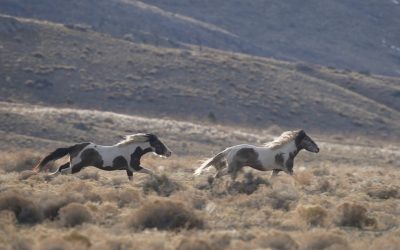 How We Unintentionally Desensitize Our Horse to Wild Horse Signals: The Join-Up