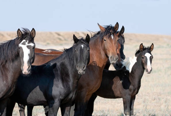 The Backfire Effect: When Other Horse People Challenge You for Being Gentle.